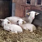 Σαλέ Tiny Mirador A La Ferme Treves