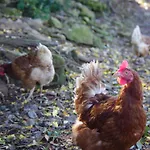 Tiny Mirador A La Ferme * Treves