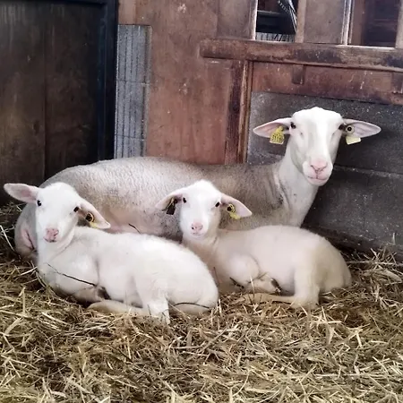 シャレー Tiny Mirador A La Ferme Treves