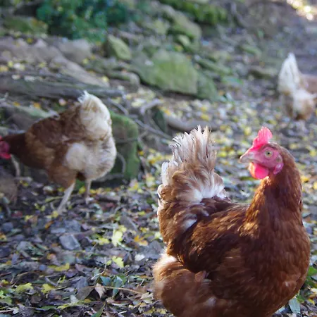 Tiny Mirador A La Ferme * Treves